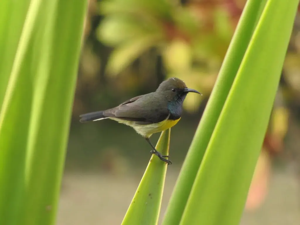 黄胸花蜜鸟(Anabathmis newtonii)