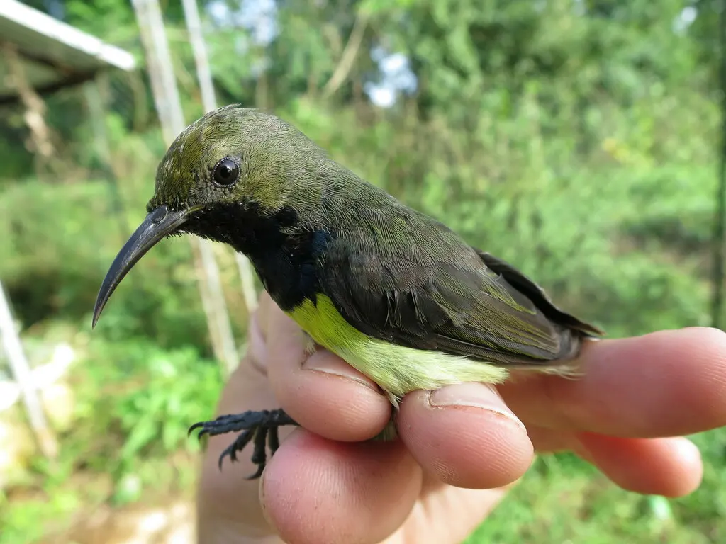 黄胸花蜜鸟(Anabathmis newtonii)