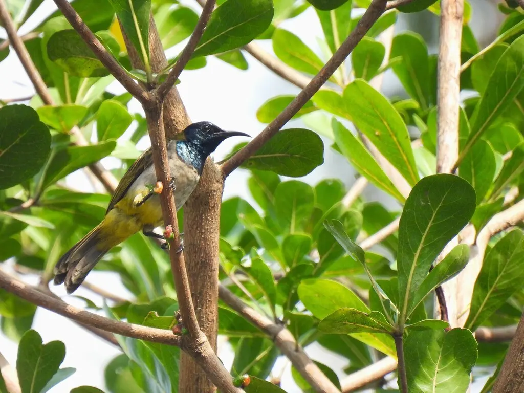 瑞氏花蜜鸟(Anabathmis reichenbachii)