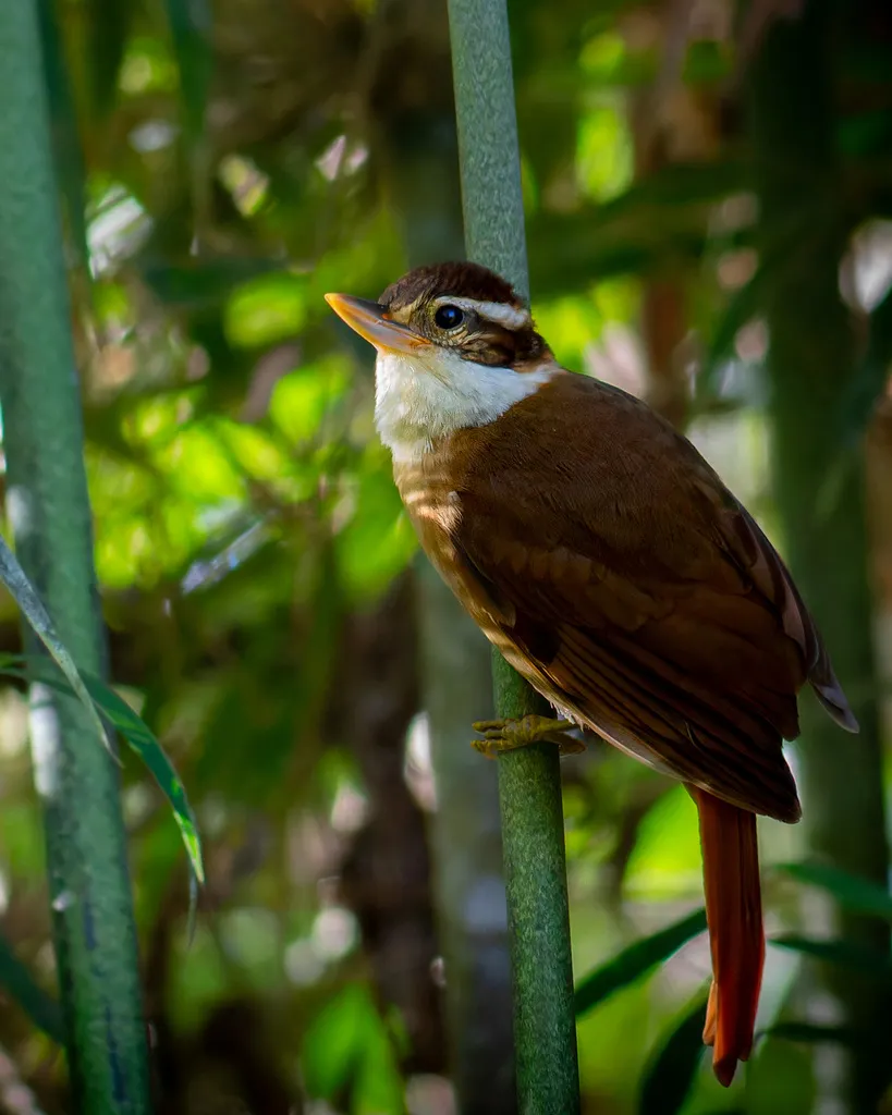 白领拾叶雀(Anabazenops fuscus)