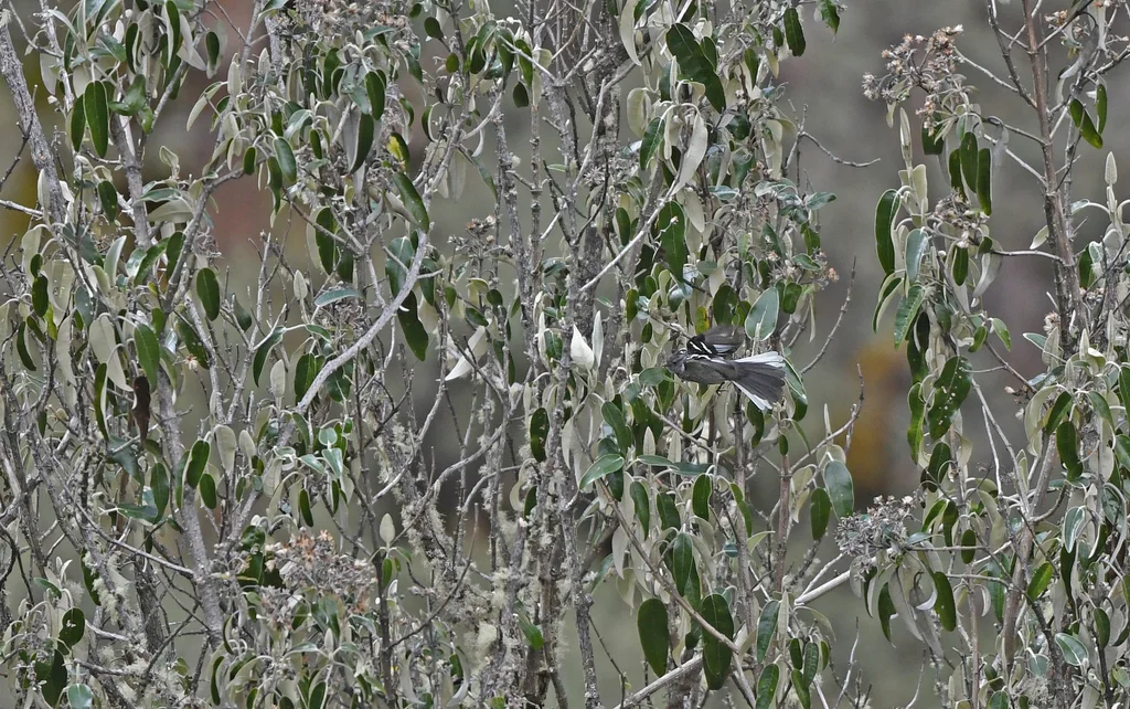 灰胸雀霸鹟(Anairetes alpinus)