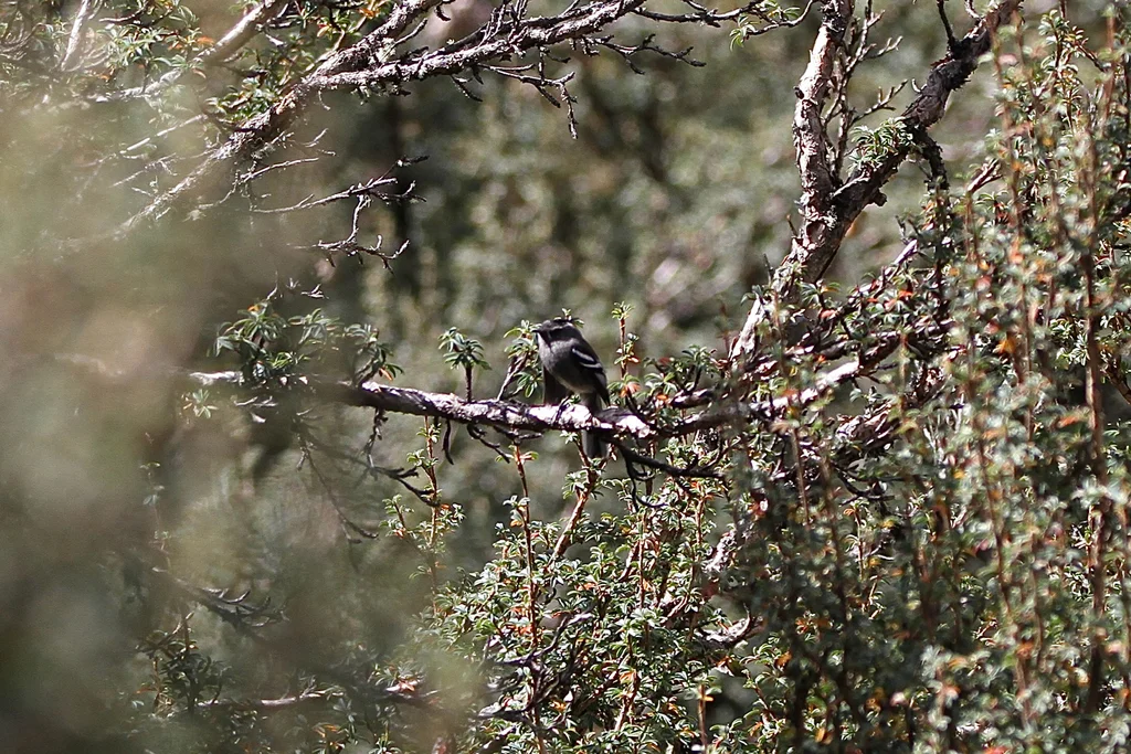 灰胸雀霸鹟(Anairetes alpinus)