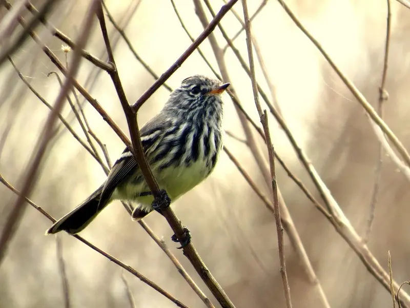 黄嘴雀霸鹟(Anairetes flavirostris)