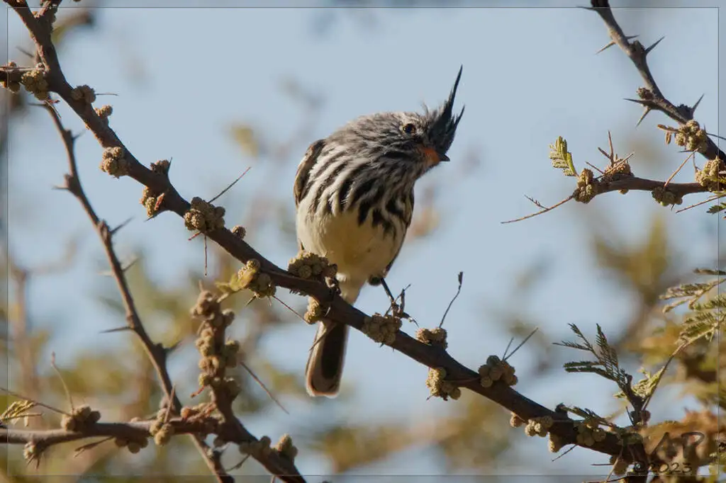 黄嘴雀霸鹟(Anairetes flavirostris)