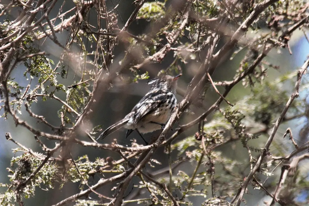 黄嘴雀霸鹟(Anairetes flavirostris)