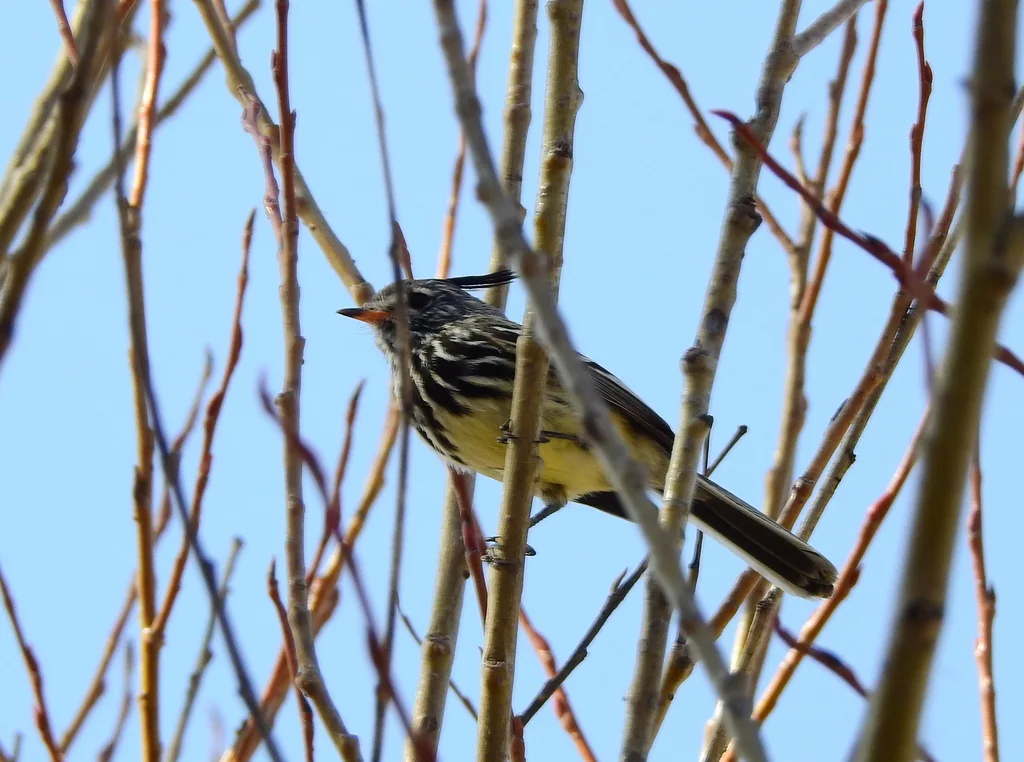 黄嘴雀霸鹟(Anairetes flavirostris)