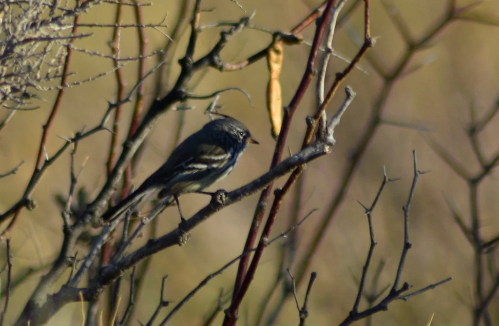 黄嘴雀霸鹟(Anairetes flavirostris)