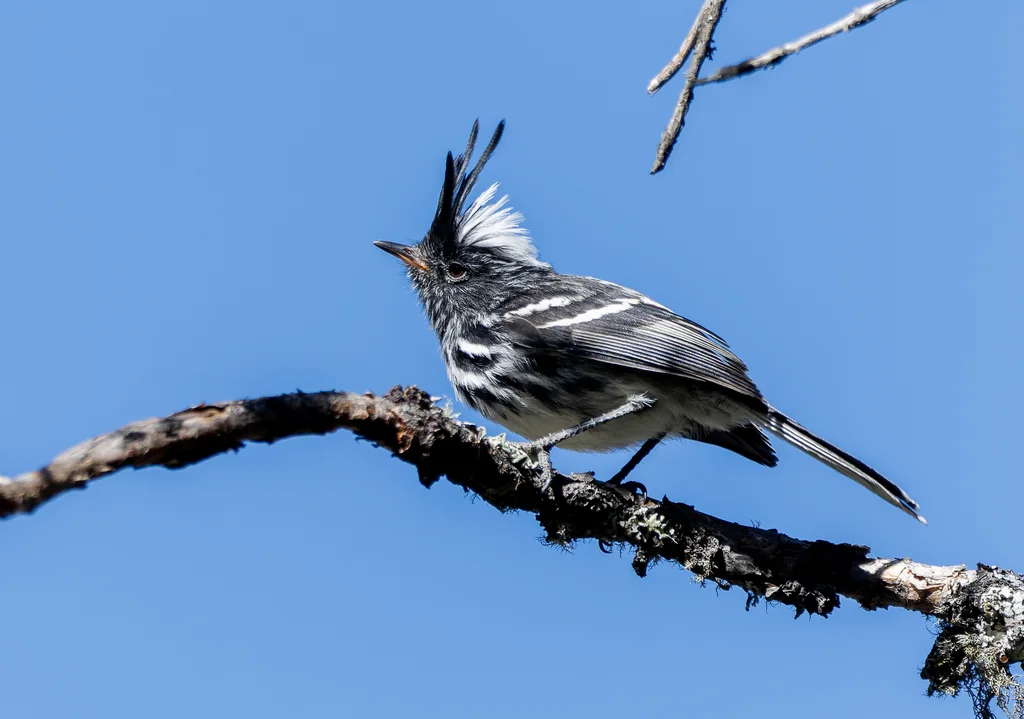 黑冠雀霸鹟（Anairetes nigrocristatus）