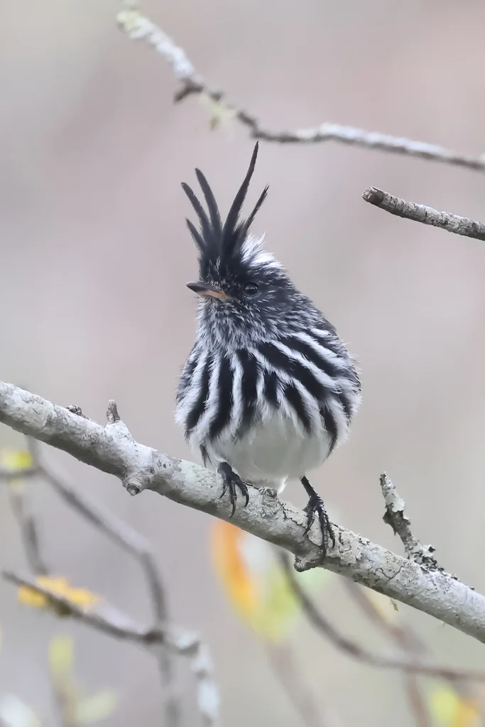 黑冠雀霸鹟（Anairetes nigrocristatus）