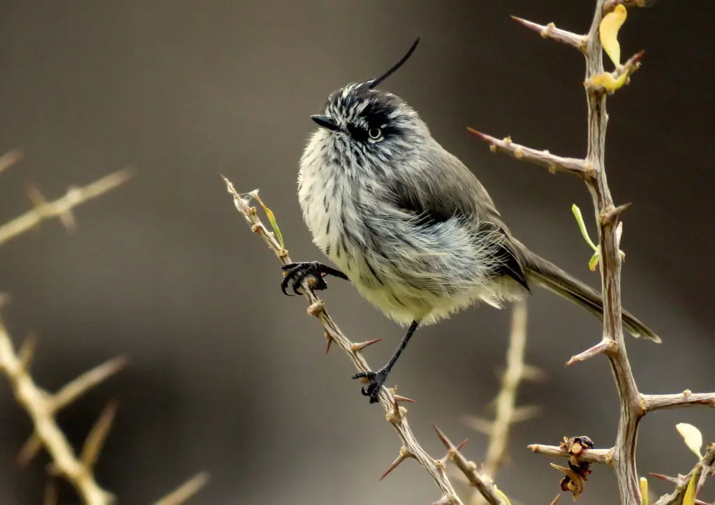 须雀霸鹟(Anairetes parulus)