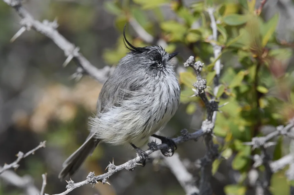 须雀霸鹟(Anairetes parulus)