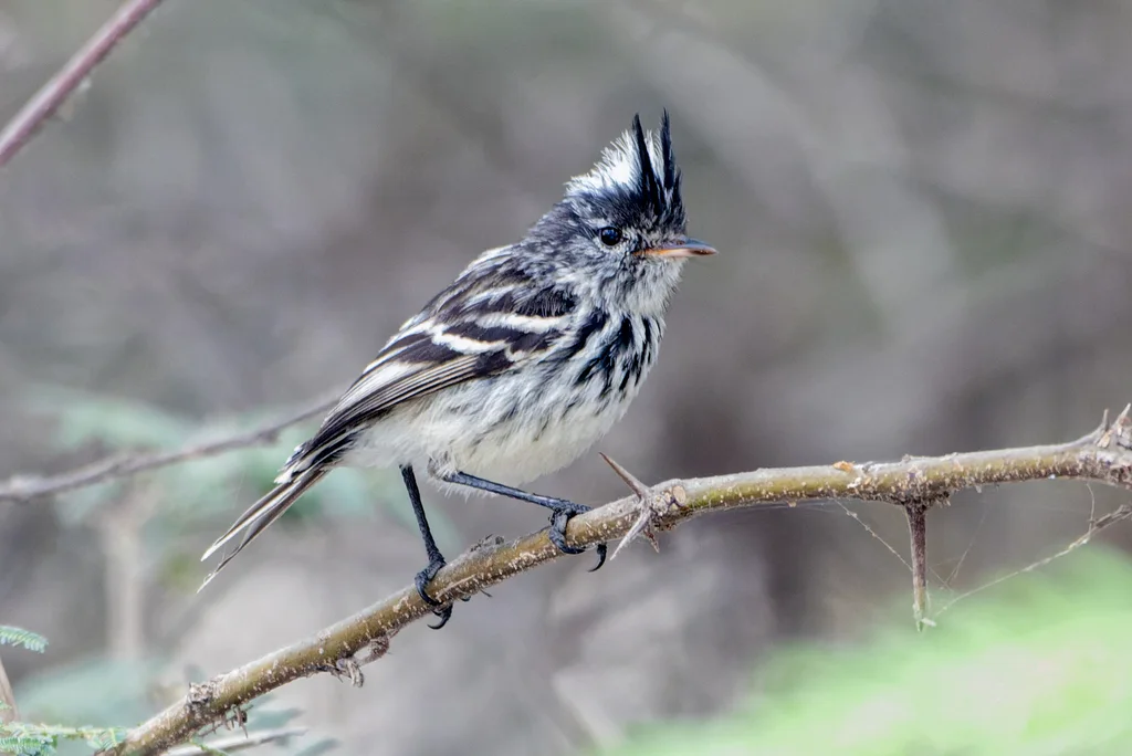 斑冠雀霸鹟(Anairetes reguloides)