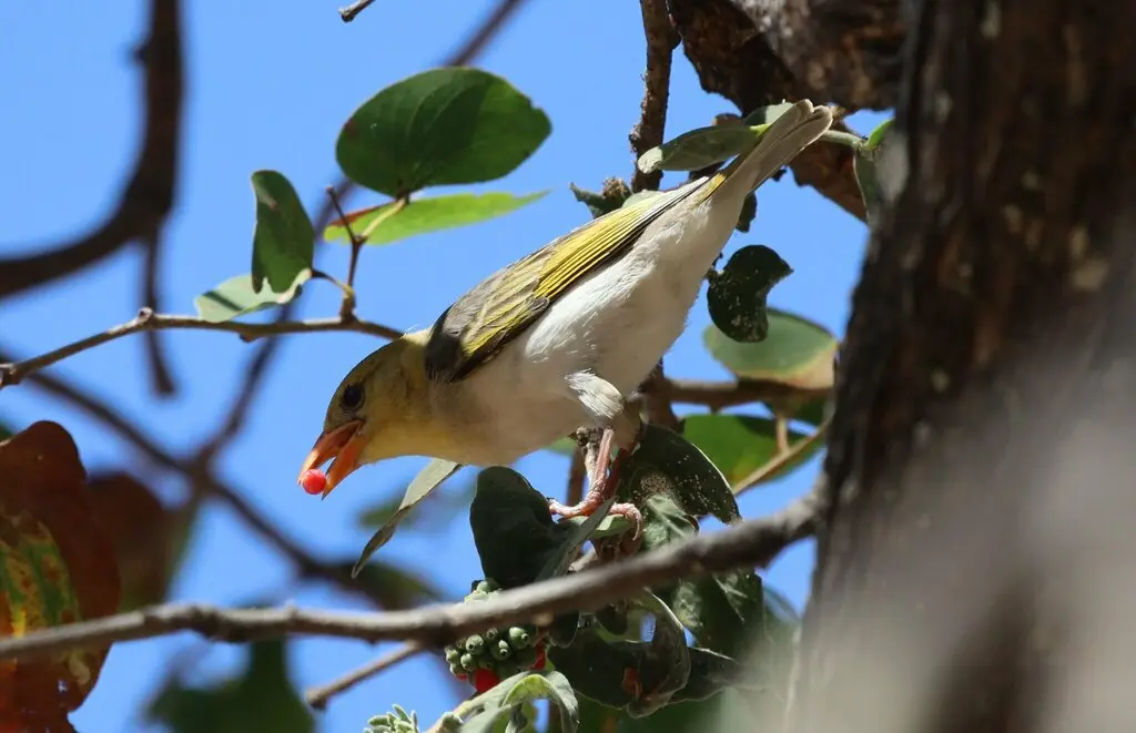 红头编织雀(Anaplectes rubriceps)