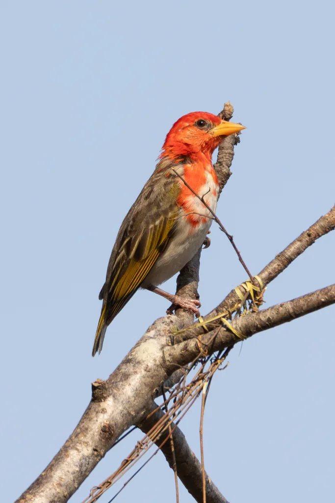 红头编织雀(Anaplectes rubriceps)