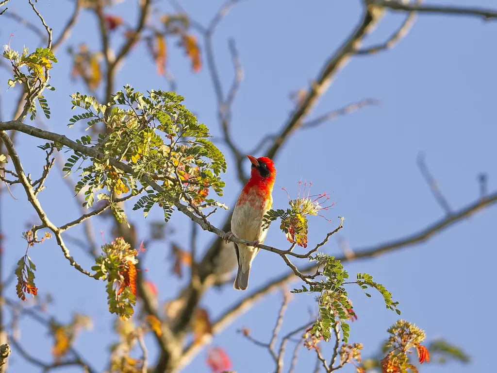 红头编织雀(Anaplectes rubriceps)