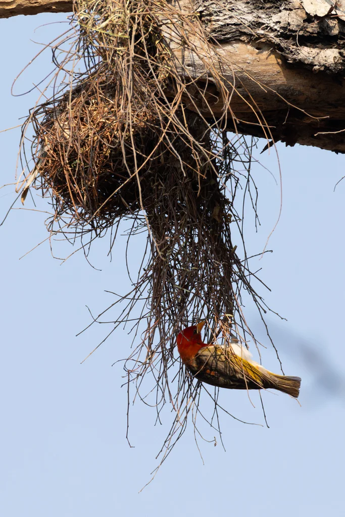 红头编织雀(Anaplectes rubriceps)
