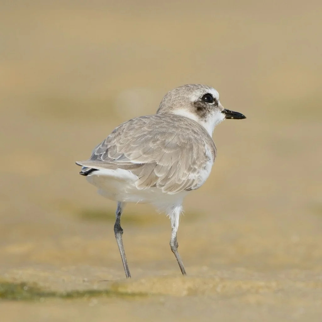 环颈鸻(Anarhynchus alexandrinus)
