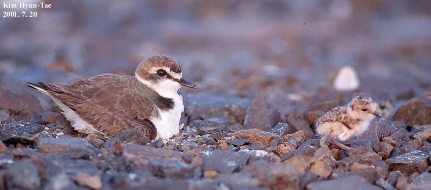 环颈鸻(Anarhynchus alexandrinus)