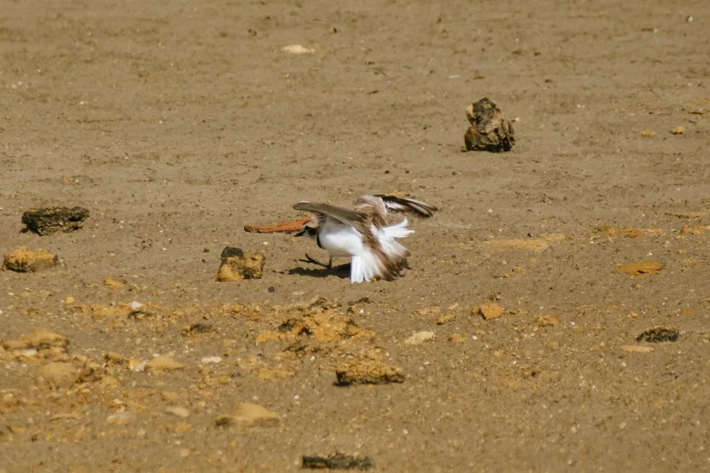 环颈鸻(Anarhynchus alexandrinus)