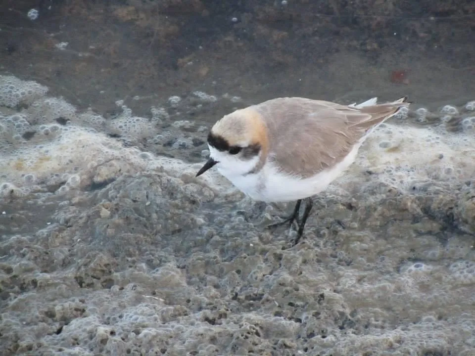 山鸻(Anarhynchus alticola)