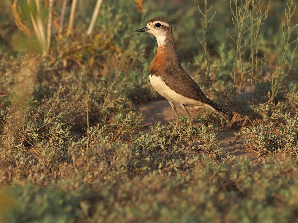 红胸鸻(Anarhynchus asiaticus)