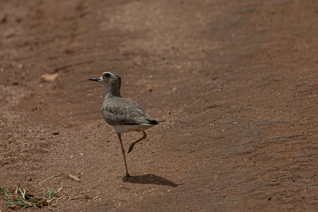 红胸鸻(Anarhynchus asiaticus)