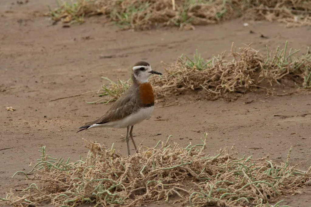 红胸鸻(Anarhynchus asiaticus)