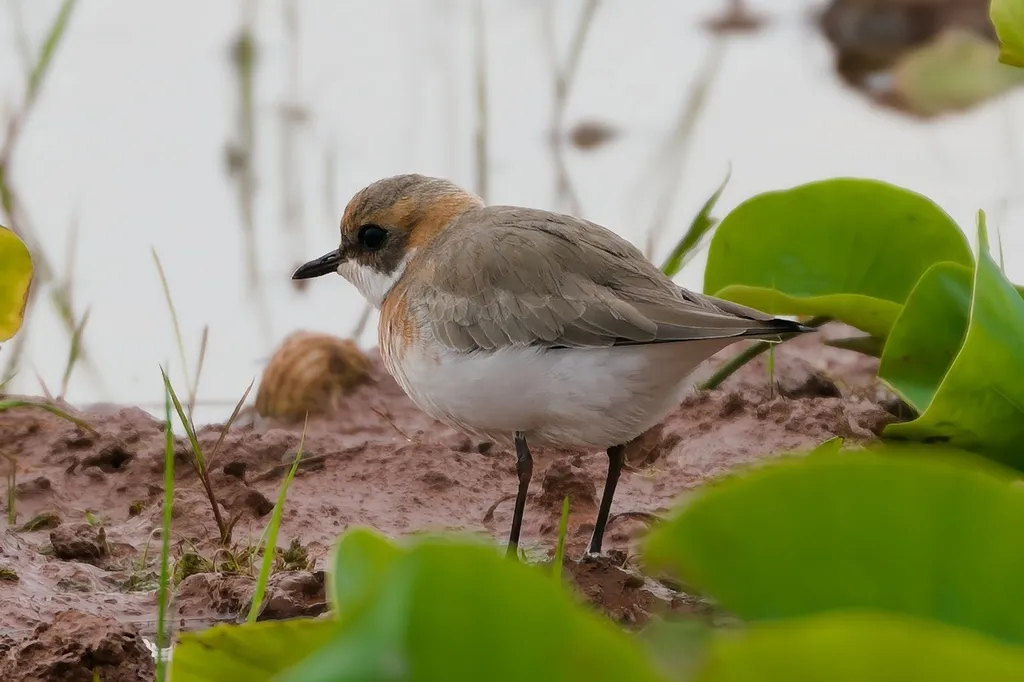 青藏沙鸻(Anarhynchus atrifrons)