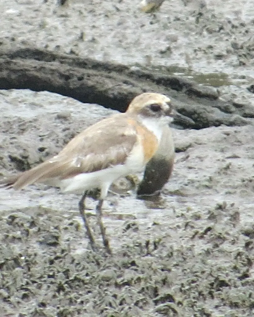 青藏沙鸻(Anarhynchus atrifrons)