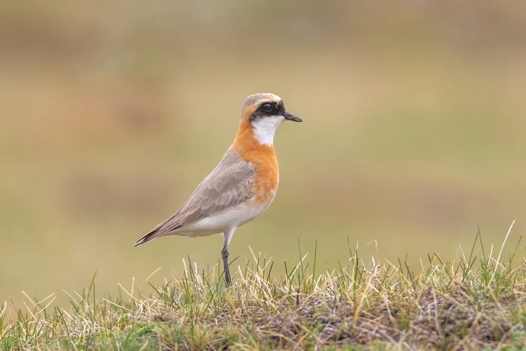 青藏沙鸻(Anarhynchus atrifrons)