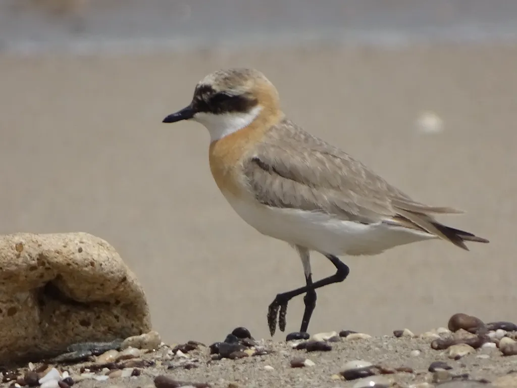 青藏沙鸻(Anarhynchus atrifrons)