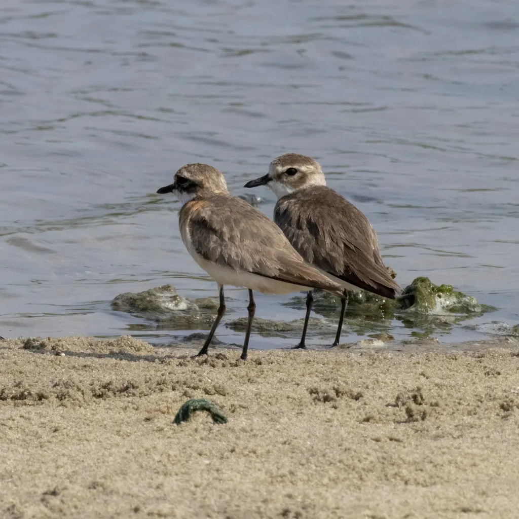 青藏沙鸻(Anarhynchus atrifrons)