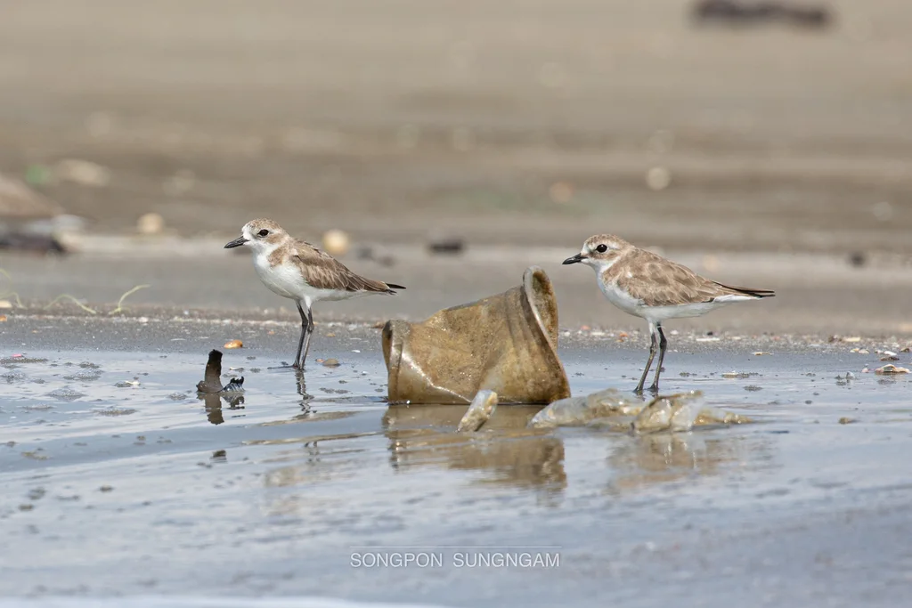 青藏沙鸻(Anarhynchus atrifrons)