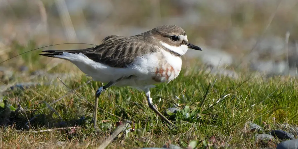 栗胸鸻(Anarhynchus bicinctus)