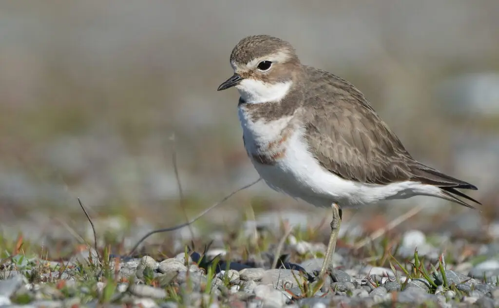 栗胸鸻(Anarhynchus bicinctus)
