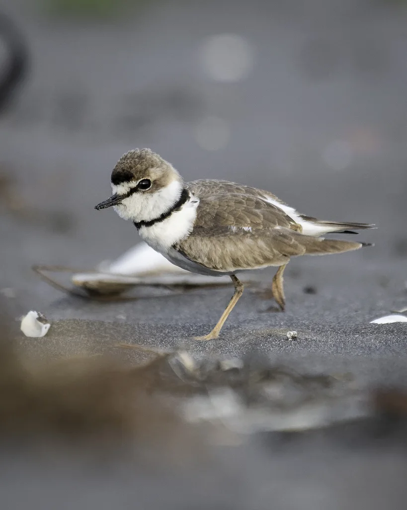 领鸻(Anarhynchus collaris)