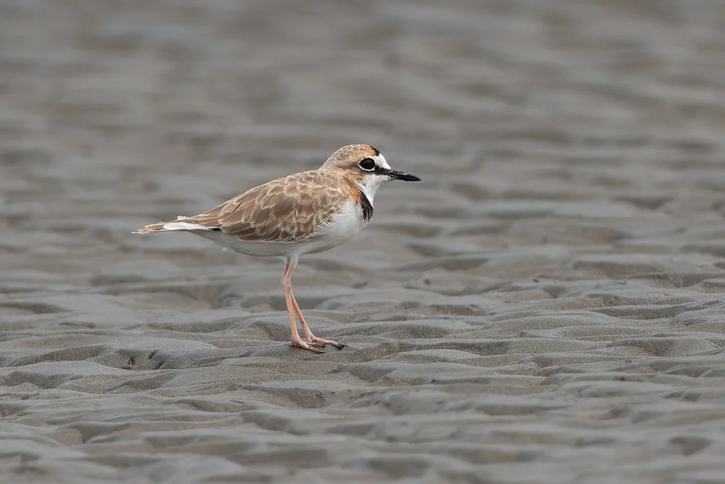 领鸻(Anarhynchus collaris)