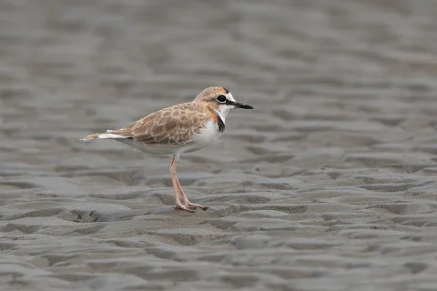 领鸻