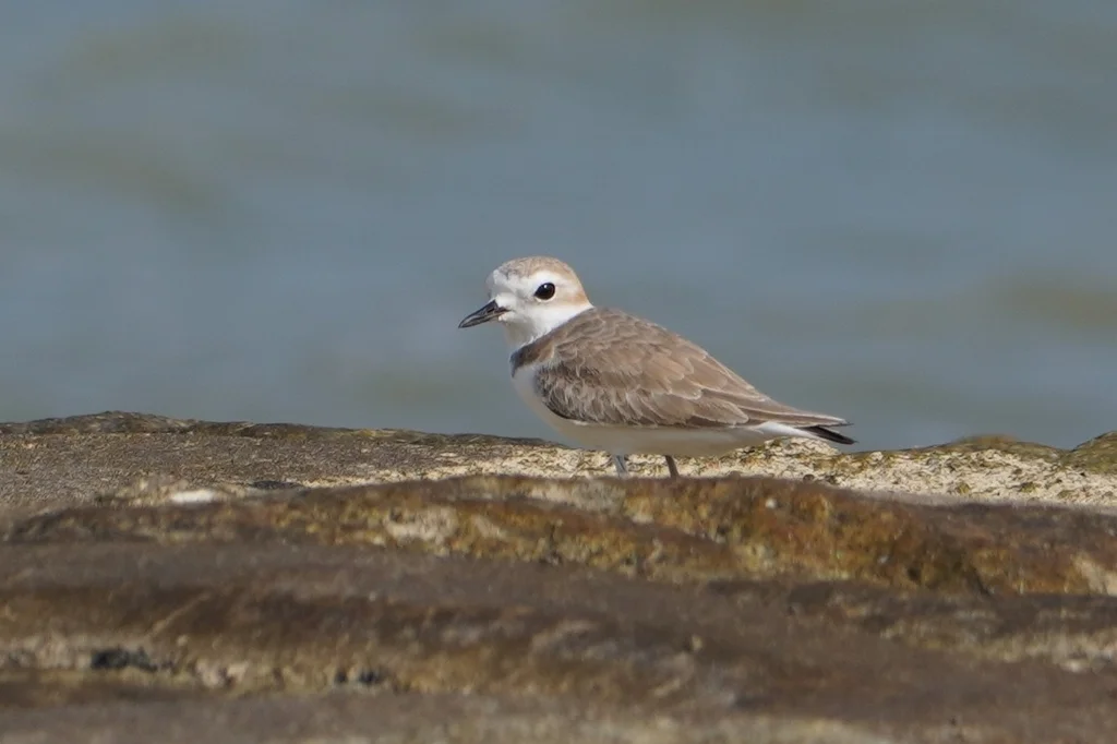 白脸鸻(Anarhynchus dealbatus)