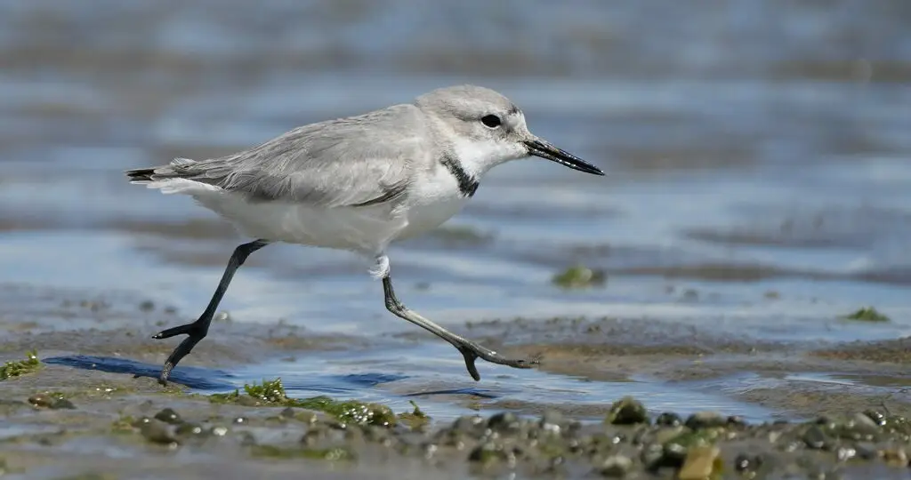 弯嘴鸻(Anarhynchus frontalis)