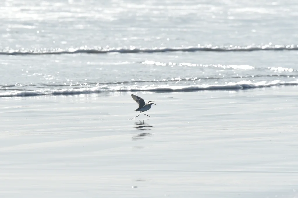 弯嘴鸻(Anarhynchus frontalis)