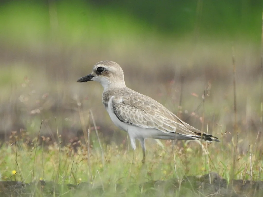 铁嘴沙鸻(Anarhynchus leschenaultii)