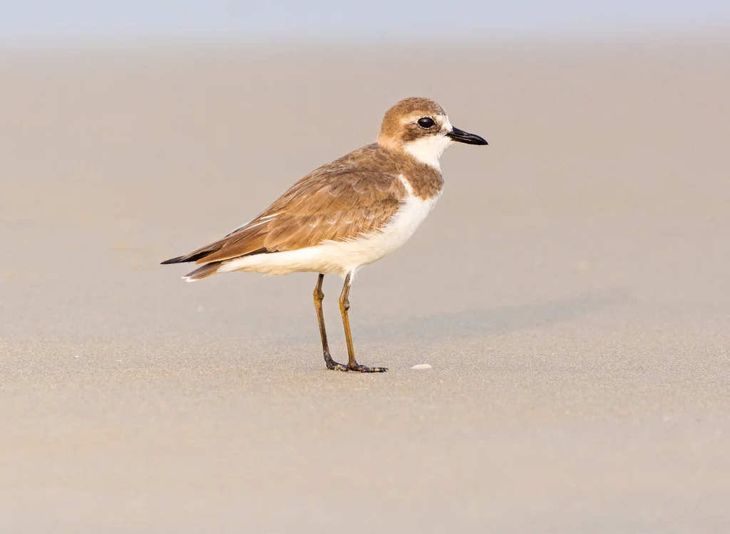 铁嘴沙鸻(Anarhynchus leschenaultii)