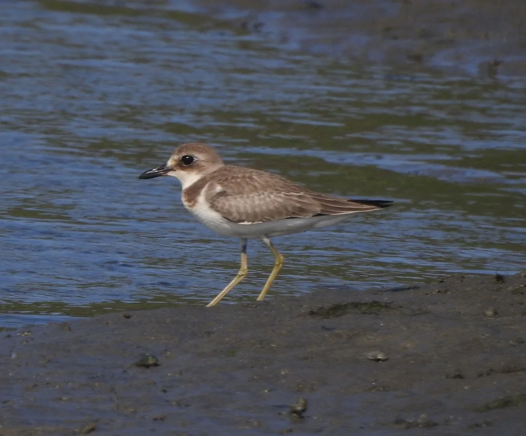铁嘴沙鸻(Anarhynchus leschenaultii)