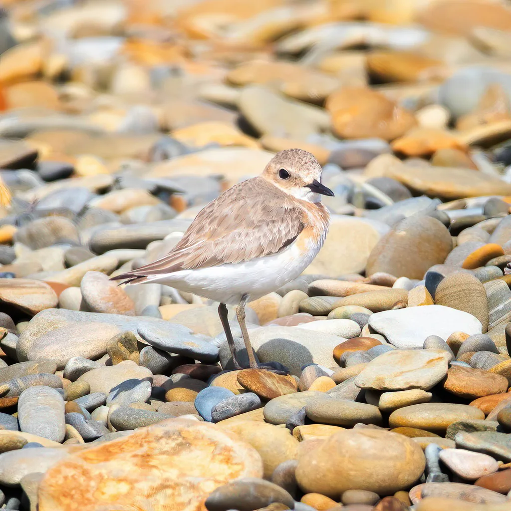 铁嘴沙鸻(Anarhynchus leschenaultii)