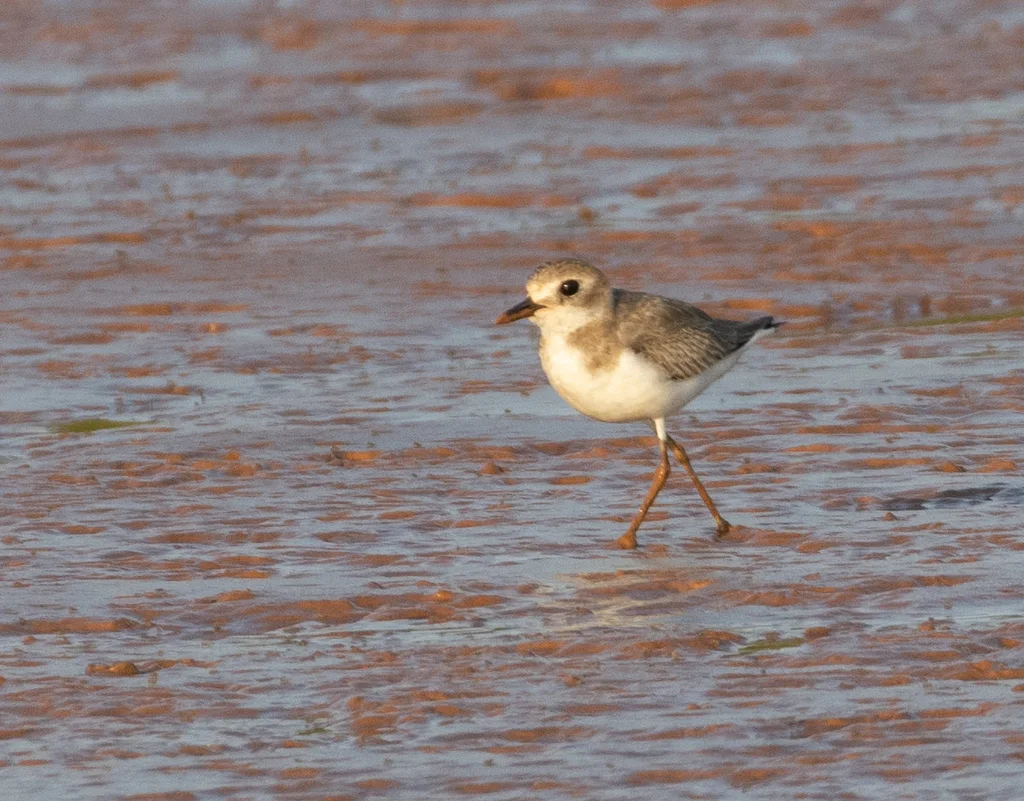 铁嘴沙鸻(Anarhynchus leschenaultii)