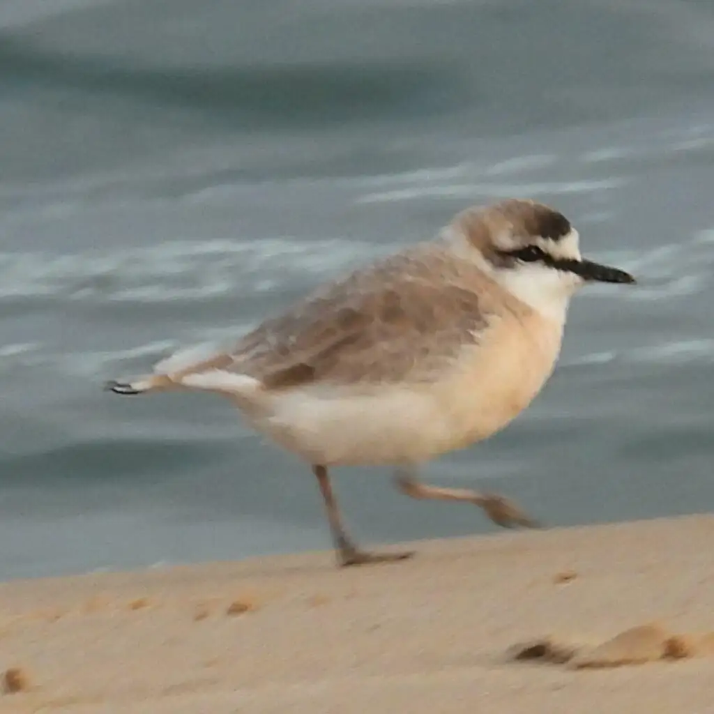 白额沙鸻(Anarhynchus marginatus)