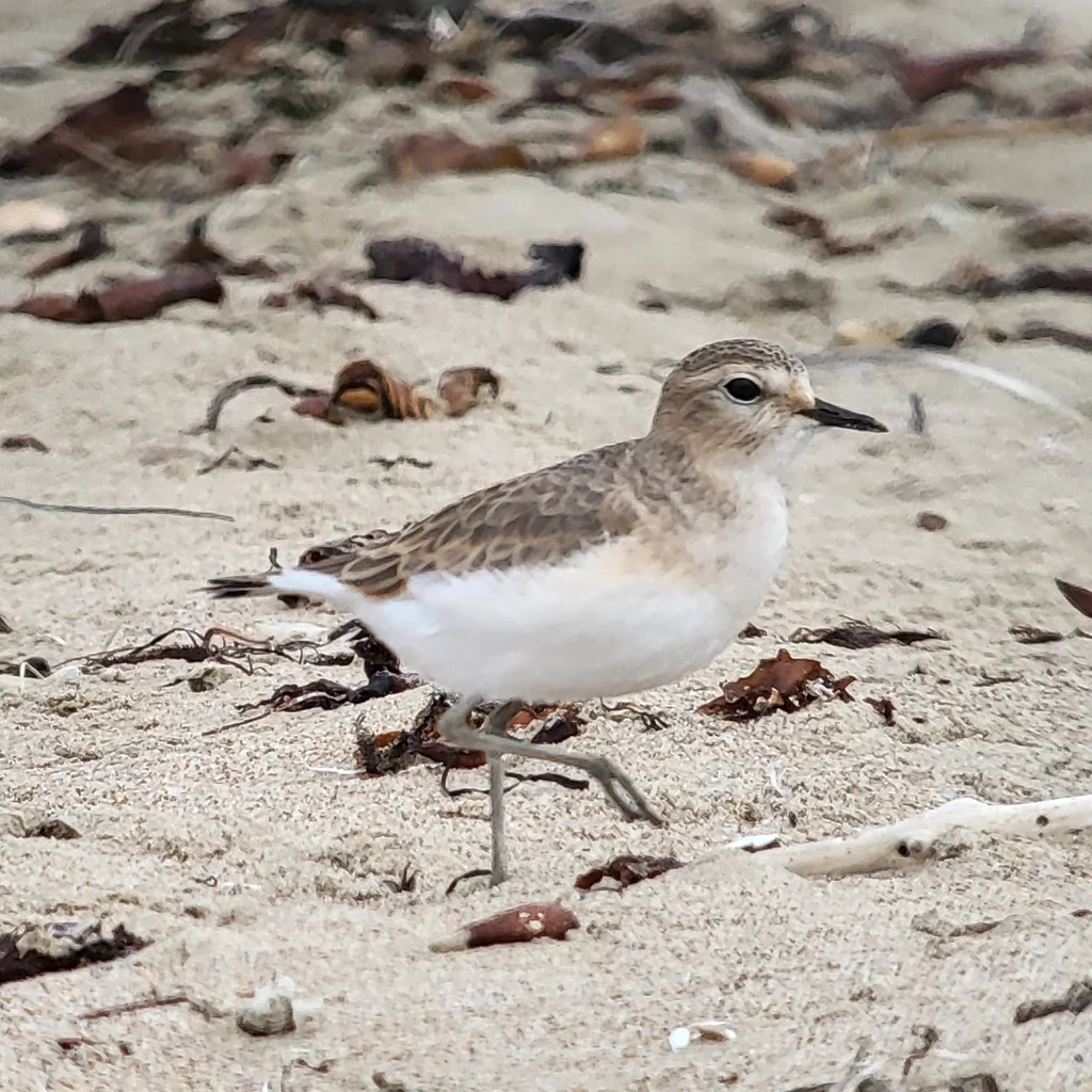 岩鸻(Anarhynchus montanus)