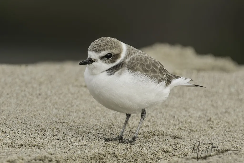 雪鸻(Anarhynchus nivosus)