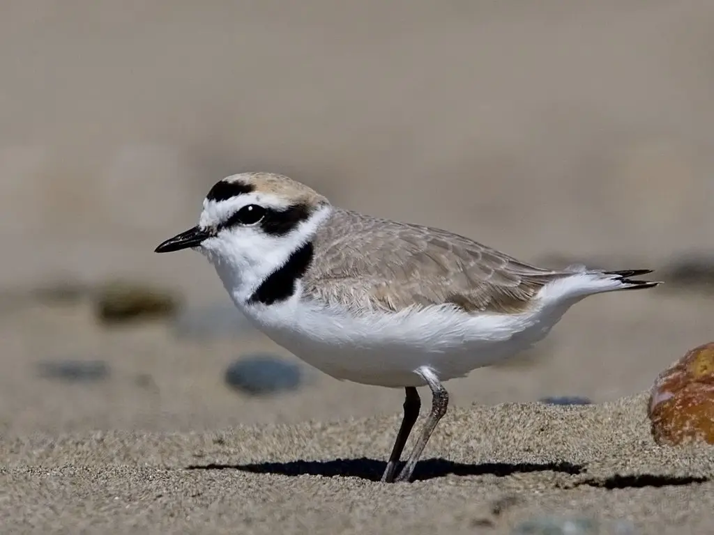 雪鸻(Anarhynchus nivosus)